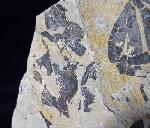 Ginkgo huttoni (STERNBERG in HEER 1876) - Bild &copy; FossNet FossilienStore